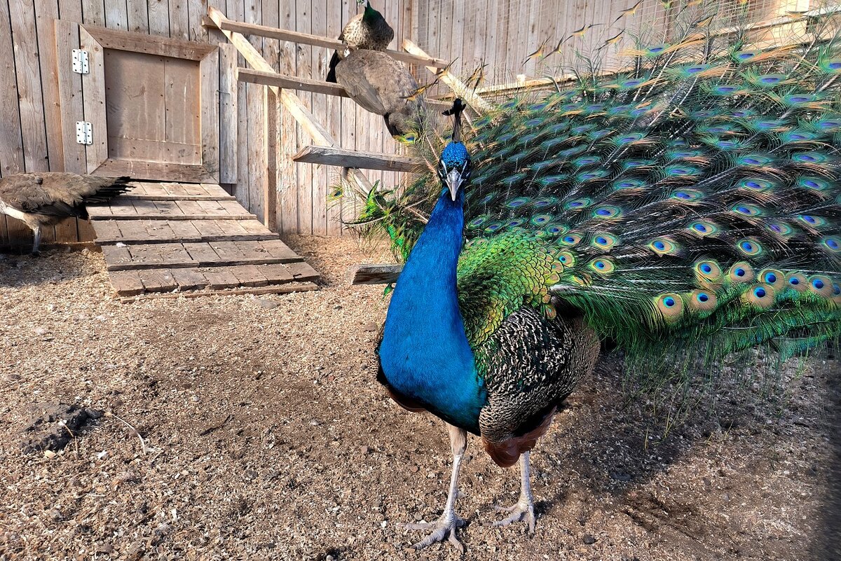 В желудке бедной птицы нашли монеты, проволоку и крышки от банок.  Фото: Maksim Konstantinov / Global Look Press / globallookpress.com