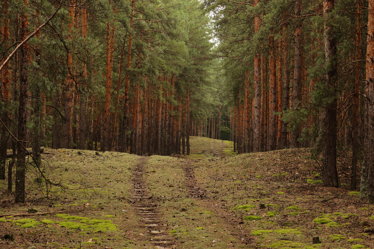 Дорога 