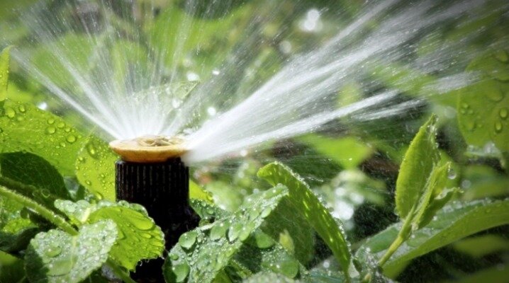 правильный полив