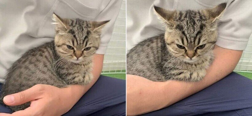 Котики дня 