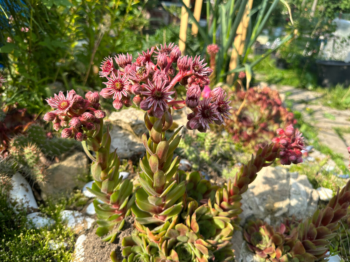 Download free photo of Stone flower, flower, cactus, plant, green - from needpix