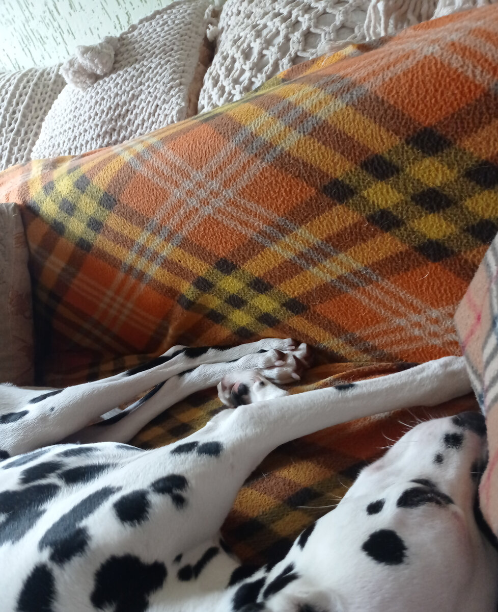 Спит наша садам