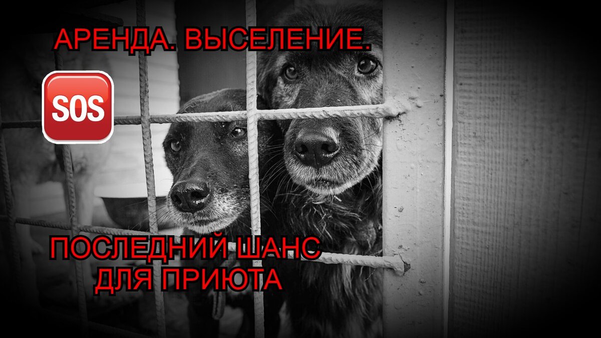 🆘 АРЕНДА ПРИЮТА. НАС ВЫСЕЛЯТ, ЕСЛИ МЫ НЕ ОПЛАТИМ ВОВРЕМЯ. 😭 СОБАКИ  ИНВАЛИДЫ ОСТАНУТСЯ НА УЛИЦЕ. 🙏 | Приют 