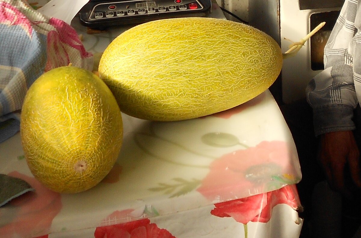 Дыня Торпедо