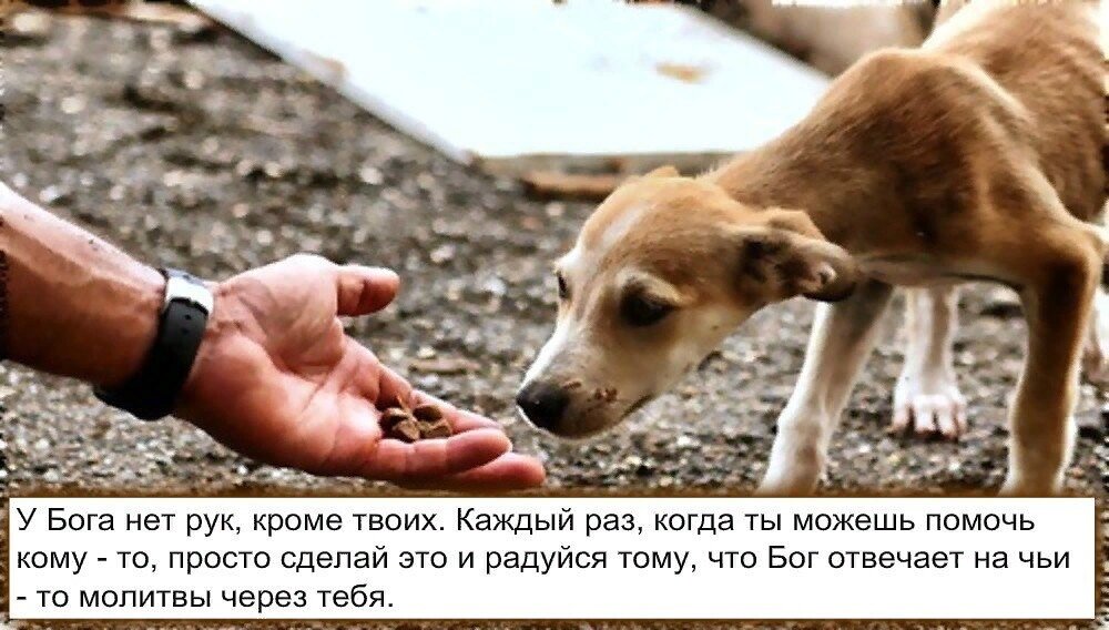 Неразлучные друзья