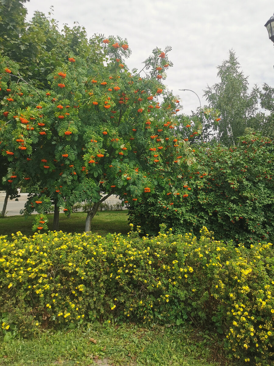 Рябина в сквере и фотоляп фотографа - кусочек фонаря, который фотографу было лень обрезать.