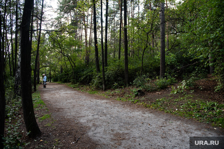    Добровольцы очистили от мусора 18 гектаров Шарташского лесопарка