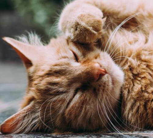 Лечение кошки Мурки от панкреатита