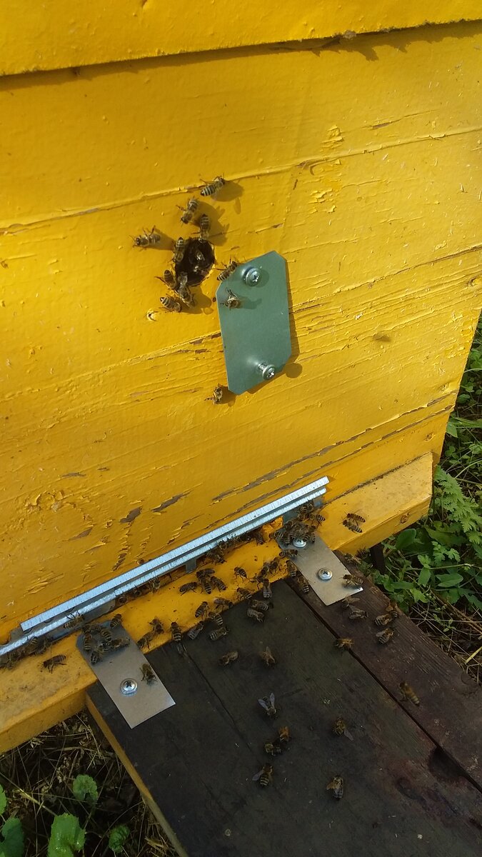 вентиляция ульев