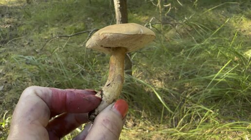 Ложный белый - он же «поминальный гриб». Паутинник козий - гриб, который пахнет козлом. Другие виды грибов, которые селятся в сосновых борах