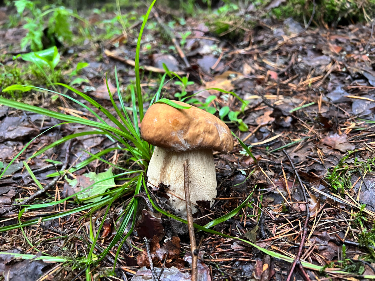 Набранные грибы. Карпатский гриб королевский. Первые грибы. Кучка грибов. Набранные грибы.