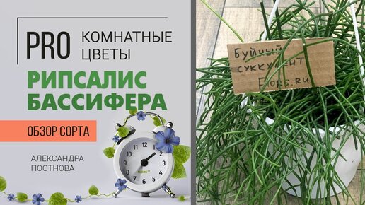 Рипсалис Бассифера - комнатное растение палочник, неприхотливое растение иногда