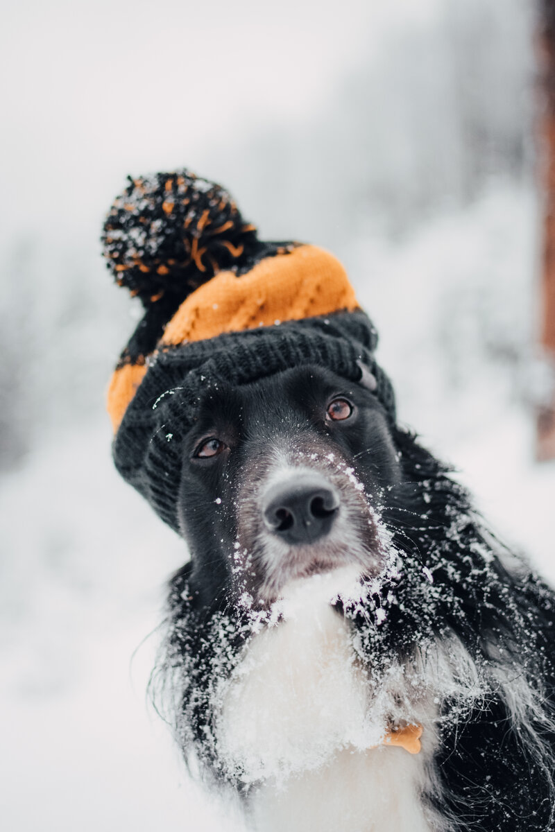 Изображение на Freepik Зимний сезон приносит праздники, игры в снегу, уютное времяпрепровождение под одеялами и другие развлечения, которыми наслаждаются как люди, так и собаки.