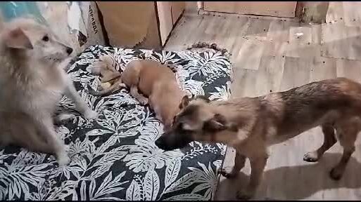 Три собаки- хулиганки!