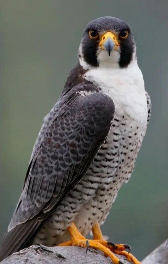 Птица сапсан, фото из сети