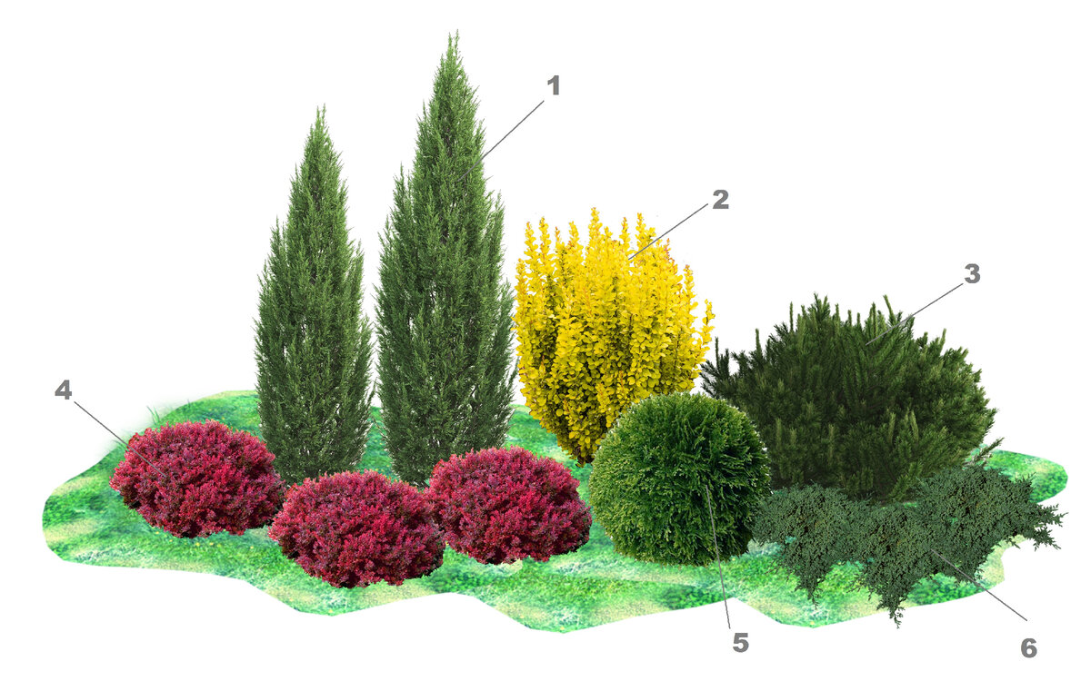 Хвойная клумба с яркими акцентами: схема и план посадки | КЛУМБА | Дзен