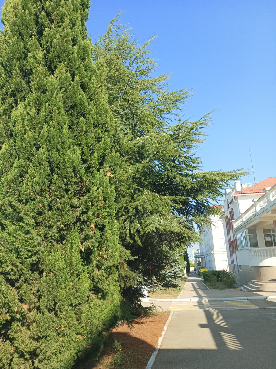 МГУ, филиал