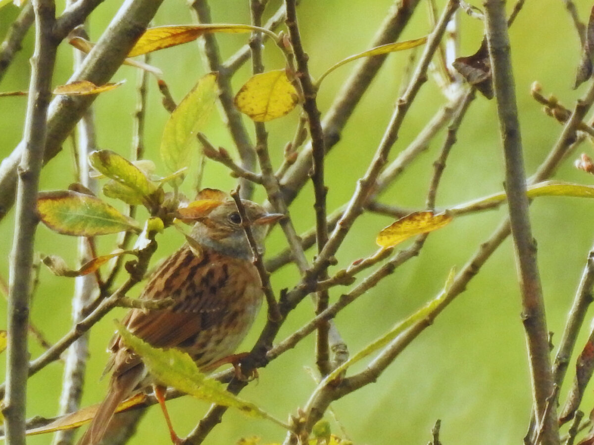 Лучшего фото лесной завирушки у меня пока нет. 20 сентября 2023, фото автора