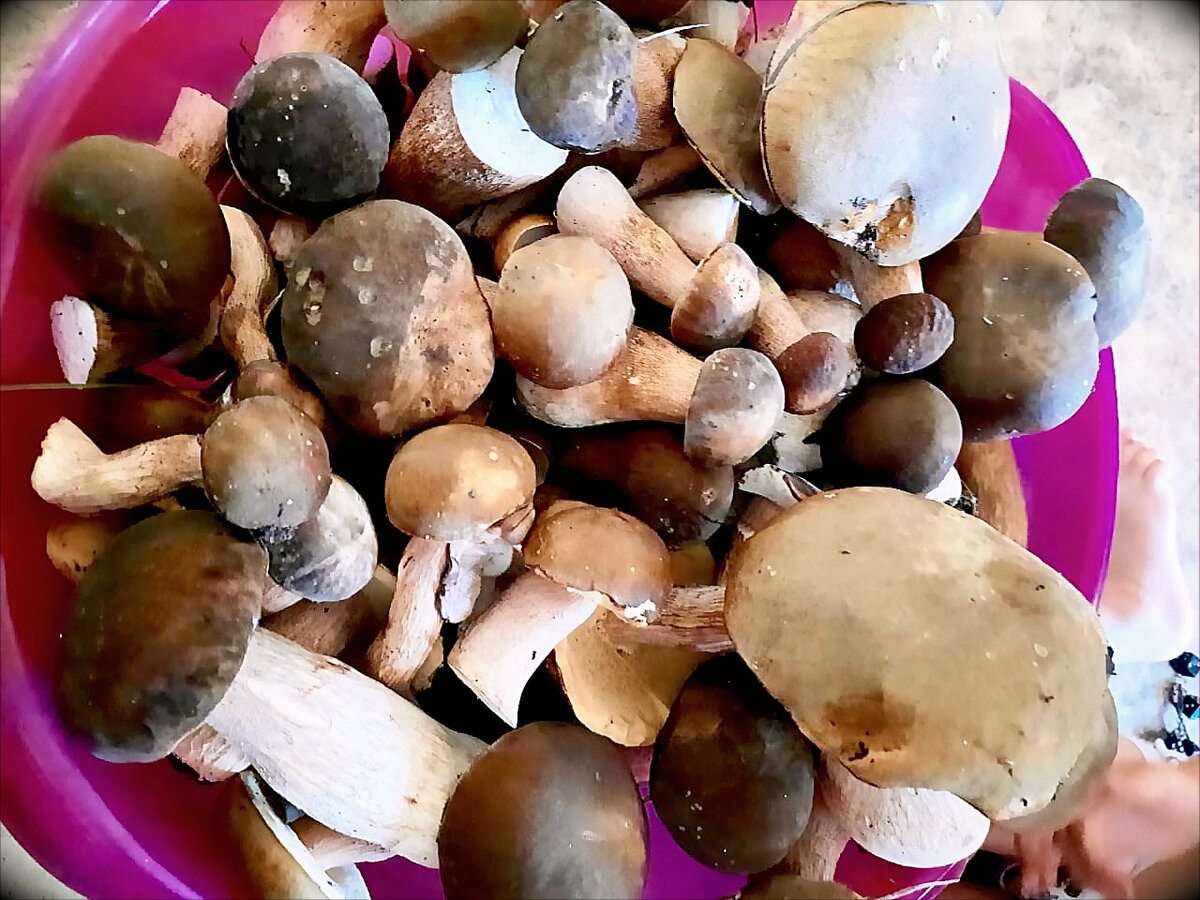 Грибочки этого сезона 