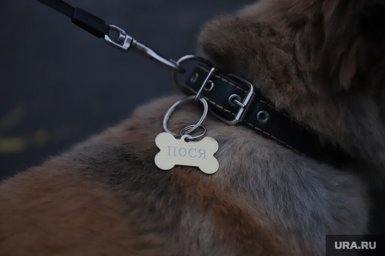    Ошейники от блох собакам покупают чаще спреев против паразитов