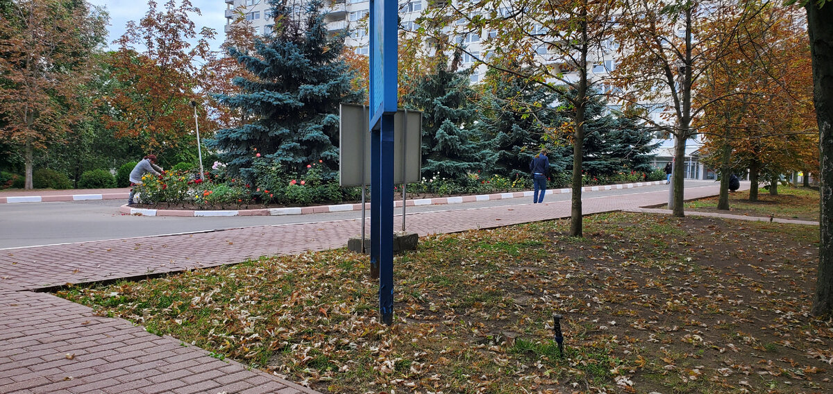 на территории центра. На клумбе заросли роз.