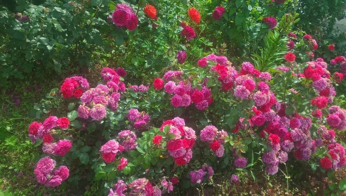 Цветет в любую погоду ,иногда светлеет на солнце а иногда во влажную погоду ,наоборот становится загадочно_марганцевой !