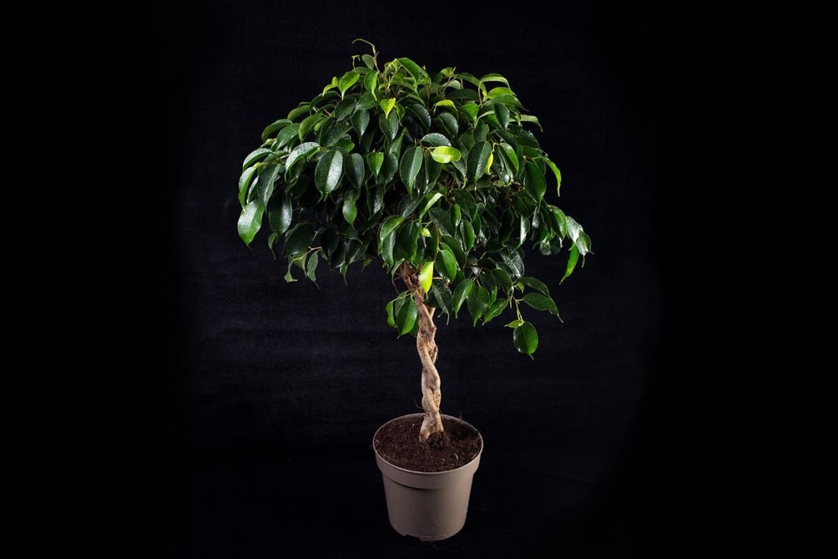 Фикус Бенжамина