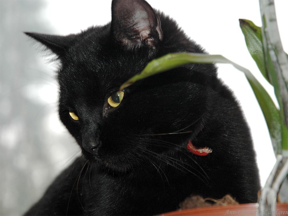 Черная кошка россия. Чёрный кот. Черные коты. Кошка черного цвета. Чёрные коты с жёлтыми глазами.