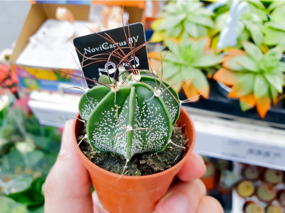 Даже я на секунду задумался, а не взять ли