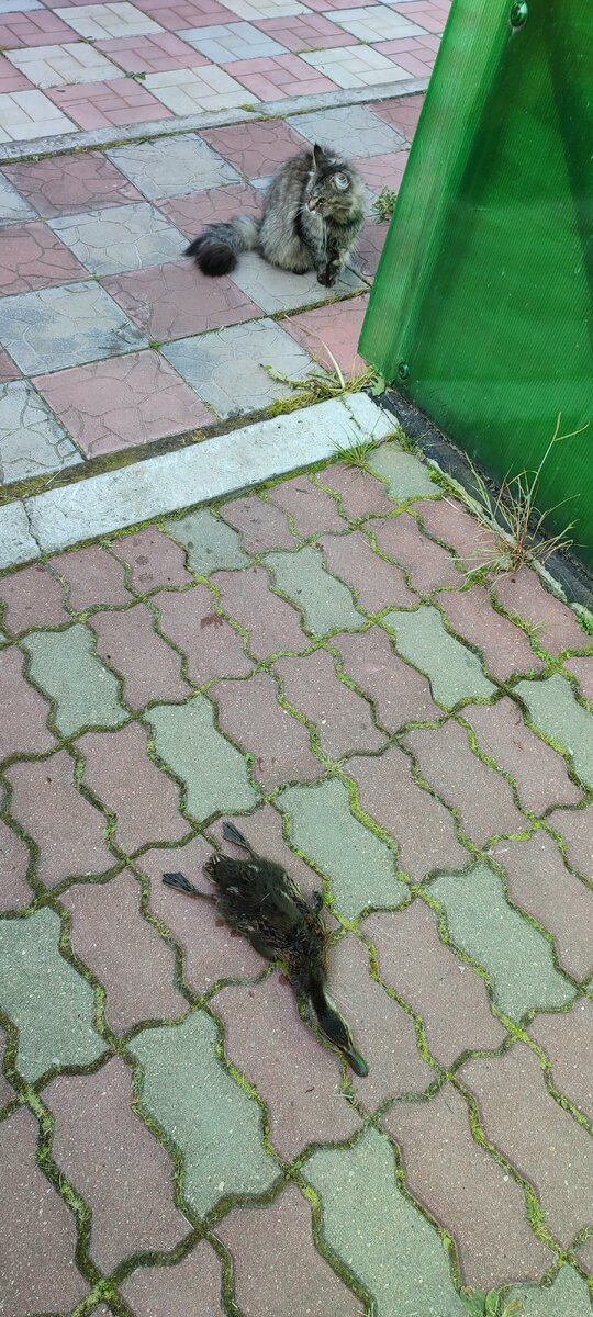 Увиденным были удивлены 