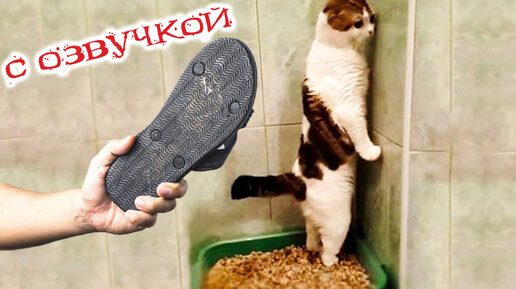 ПРИКОЛЫ С КОТАМИ! Смешные коты С ОЗВУЧКОЙ! УГАРНЫЕ Смешные Животные! ДО СЛЁЗ!