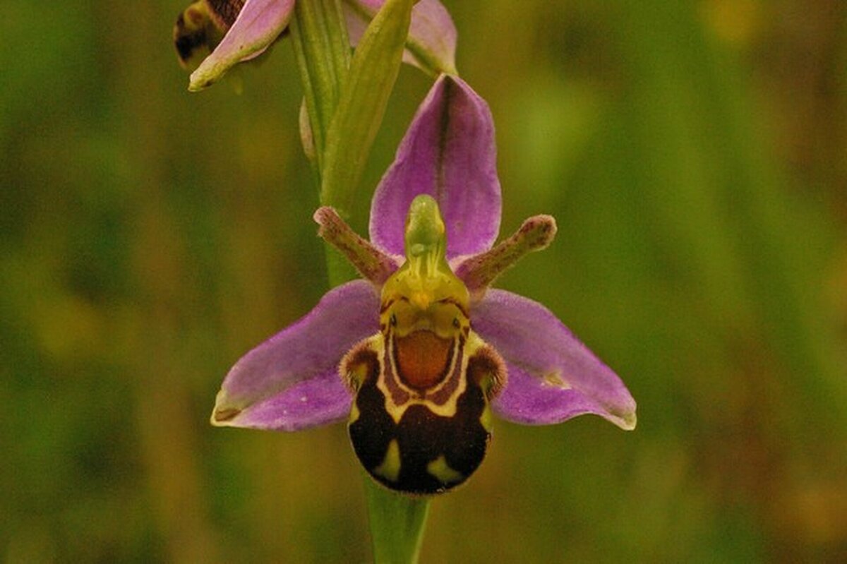 Некоторые орхидеи притворяются самками пчел и ос, чтобы привлечь самцов, которые ищут себе пару. Неосторожные «кавалеры» садятся на цветок, но вместо любви получают дозу пыльцы, которую переносят на другую орхидею-обманщицу.