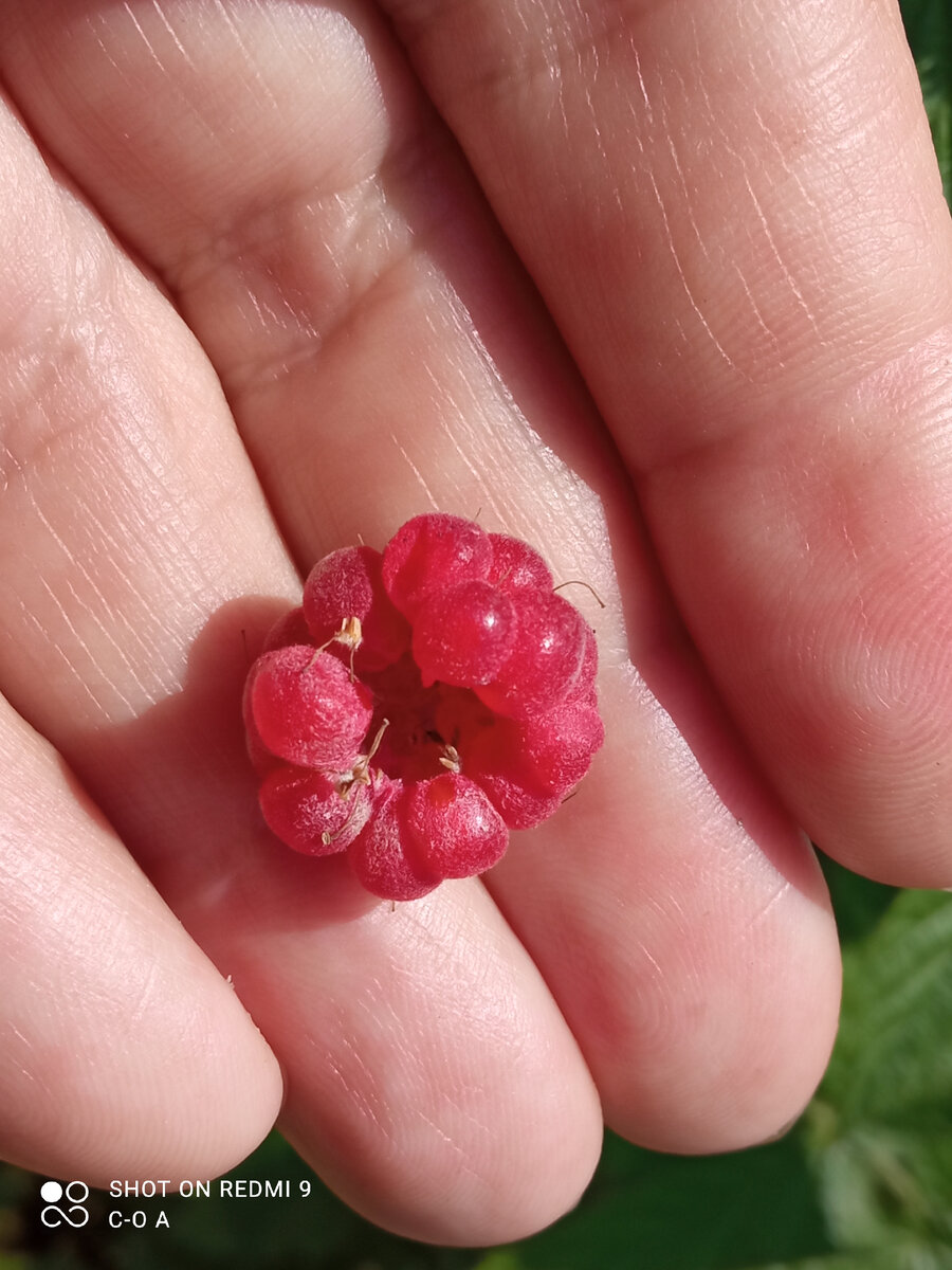 Затаился гад внутри, одни глаза торчат. Фото автора.