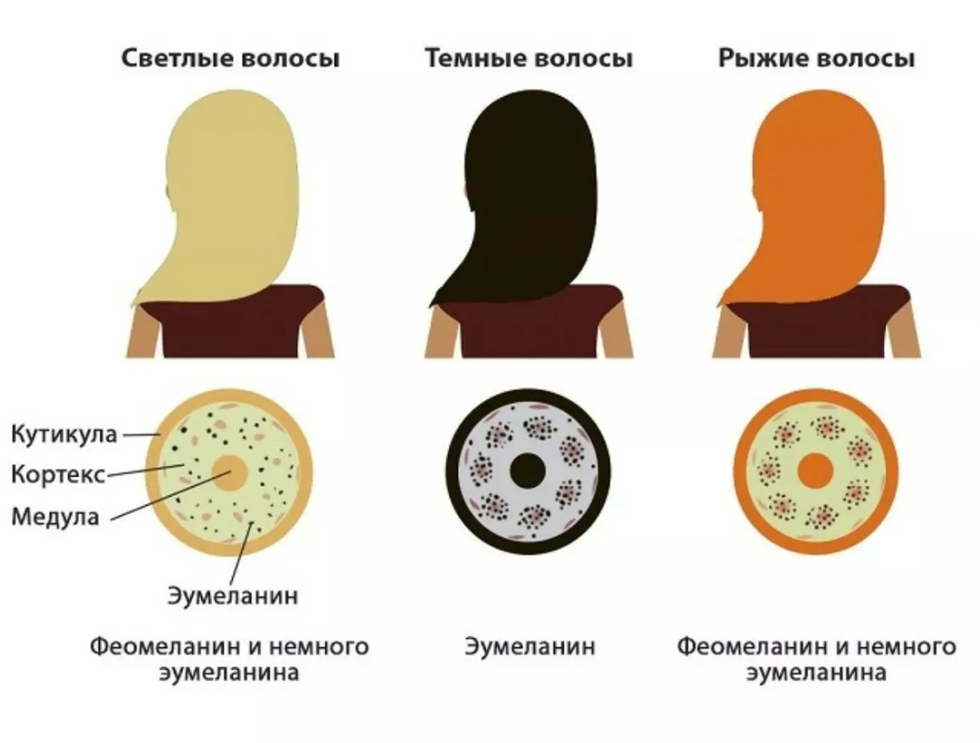 Почему кто-то загорает, а кто-то обгорает? Секреты красивого загара (и  безопасности) | Путешествия, туризм, наука | Дзен