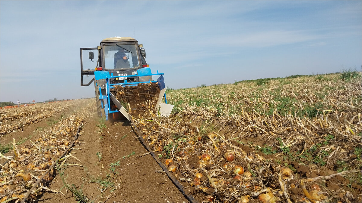 Сперва работает луковая копалка..... 