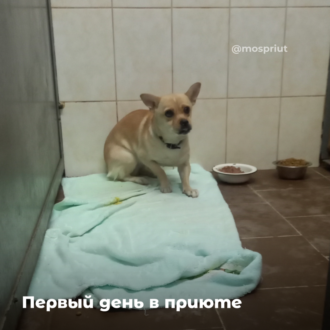 Фото из приюта. Листайте карусель 👉