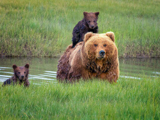 Картинка из открытых источников интернета.