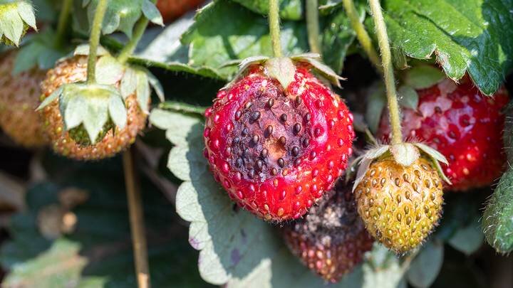  Фото: Shutterstock