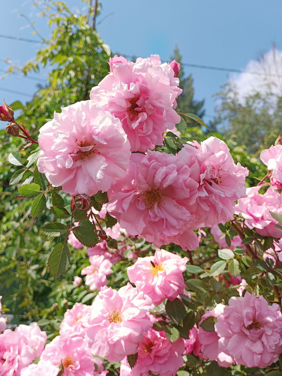 Немного  летней красоты в статью