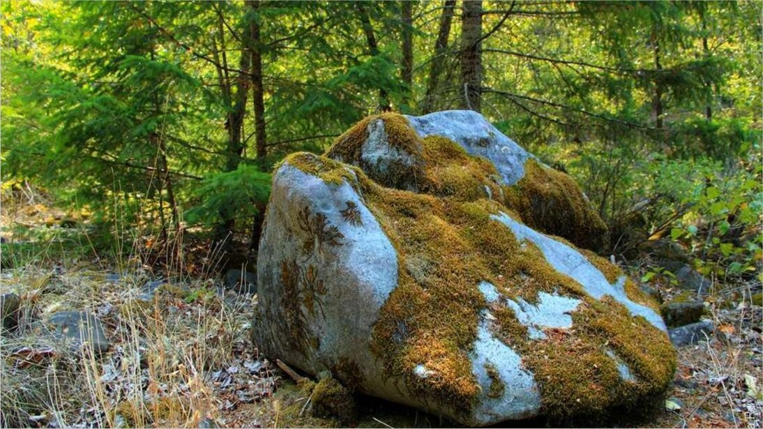 Берег поросший лесом. Валун в лесу. Замшелый валун. Лишайники на камнях. Мох на Камне.