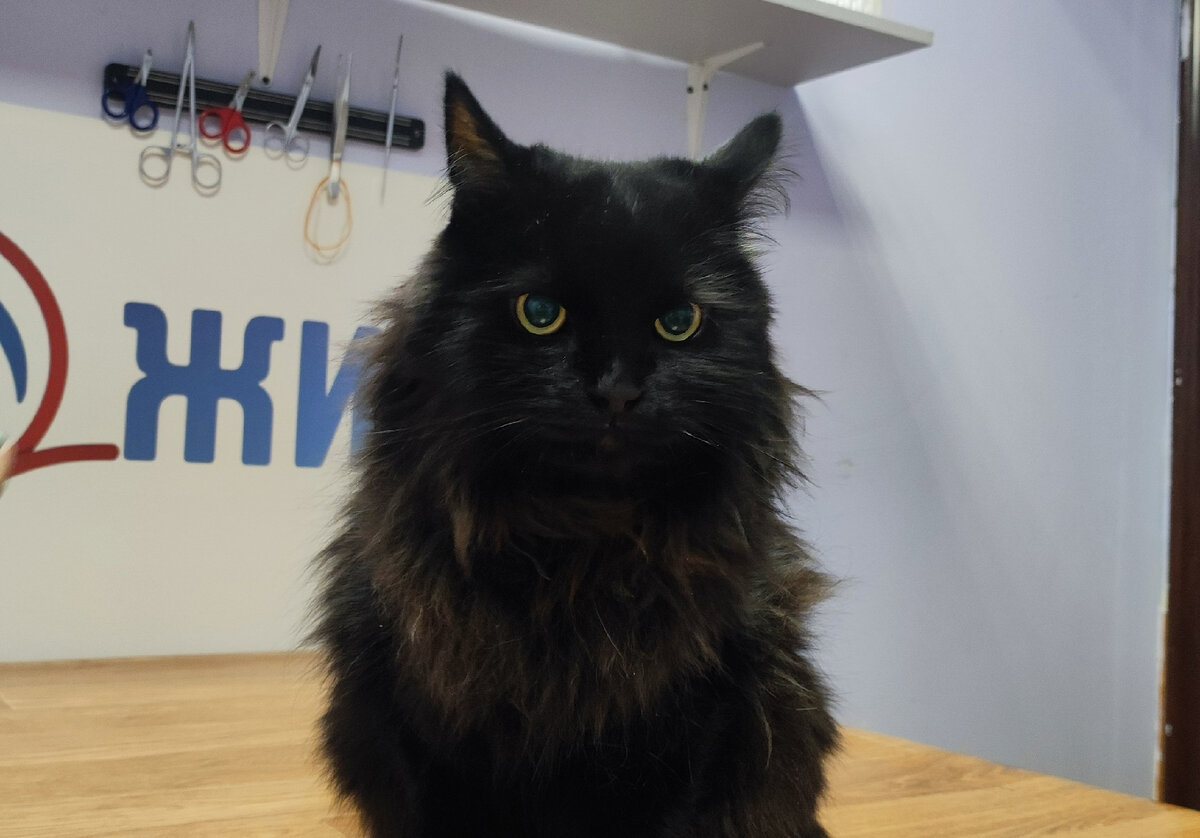 Цистотомия коту в Калуге.