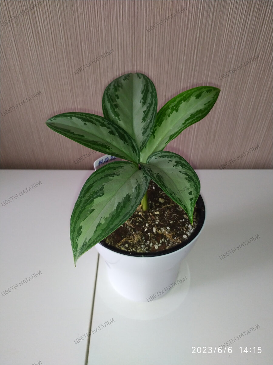 Aglaonema Silver Bay (аглаонема Сильвер Бей)