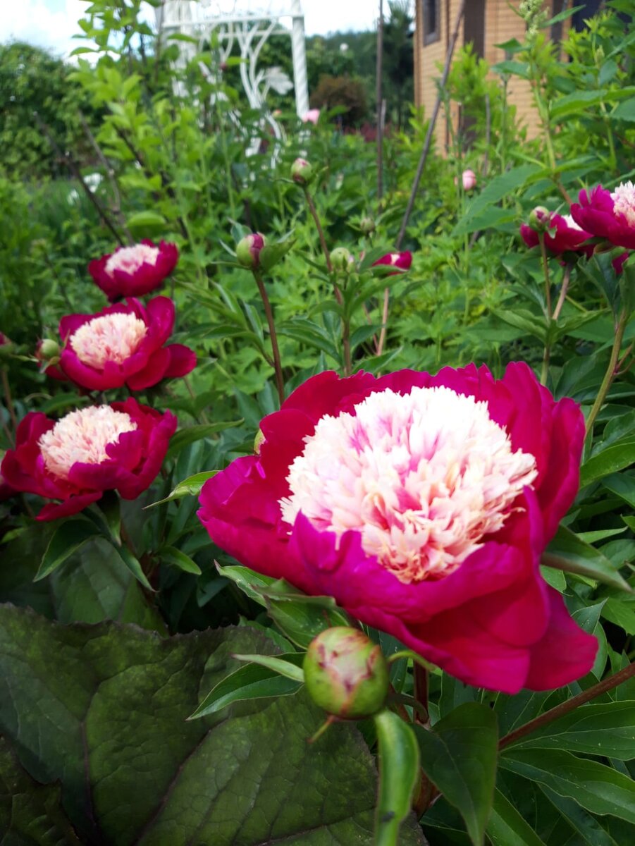 Фото автора. Просто  хочу показать красиво цветущие пионы. Пионы слева расположились как светофор, хоть и одинаковые по цвету))) 