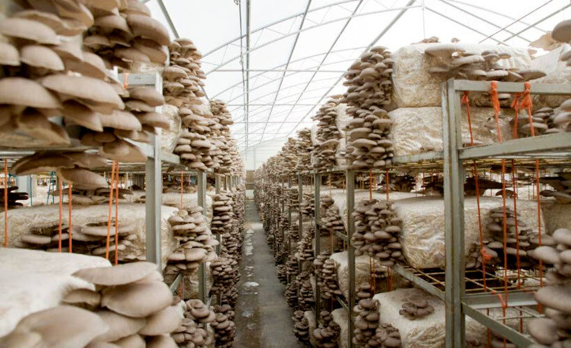 Вешенки в теплице