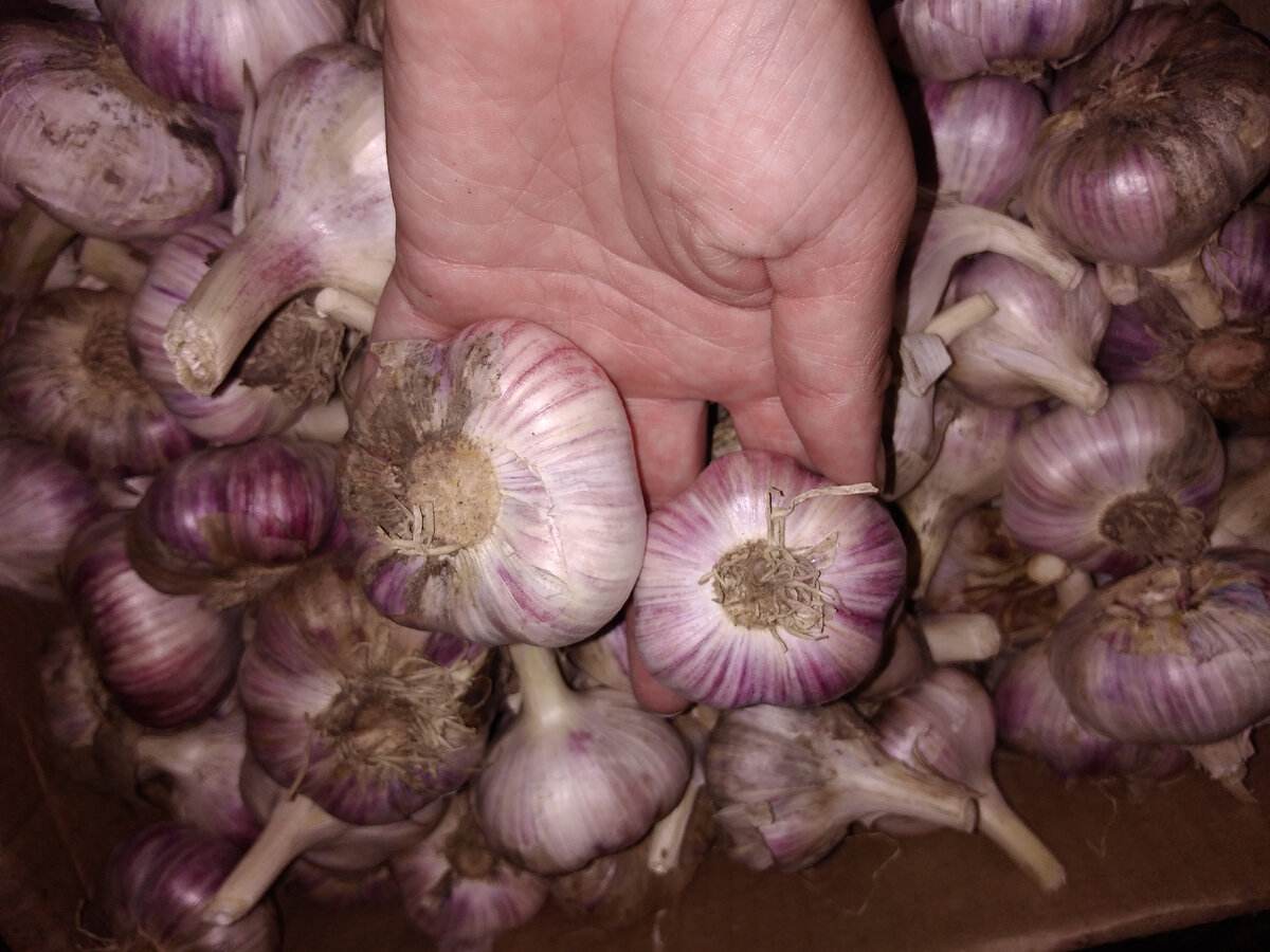 Завтра пробная отправка. 