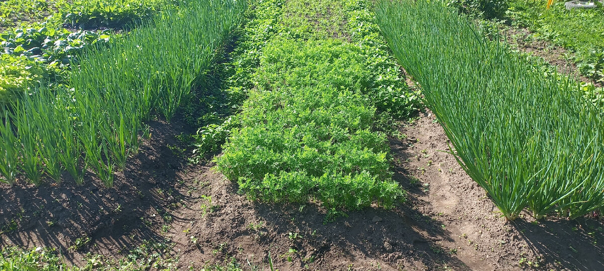 А это мой огород после путешествия через 15 дней. Начала полоть между грядок, а потом вспомнила, что надо сфотографировать.