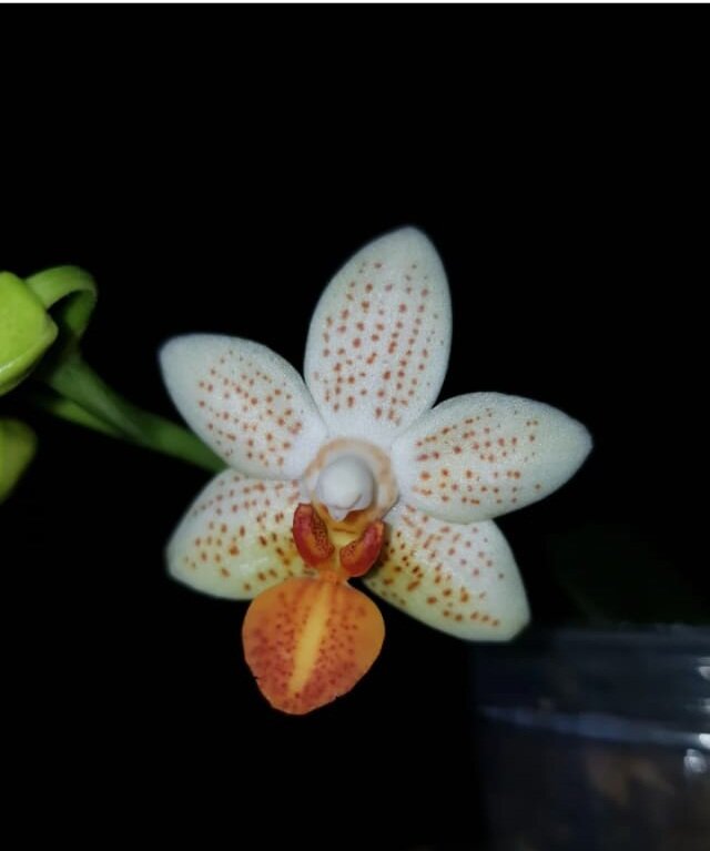 Mini Mark "Мария Тереза"