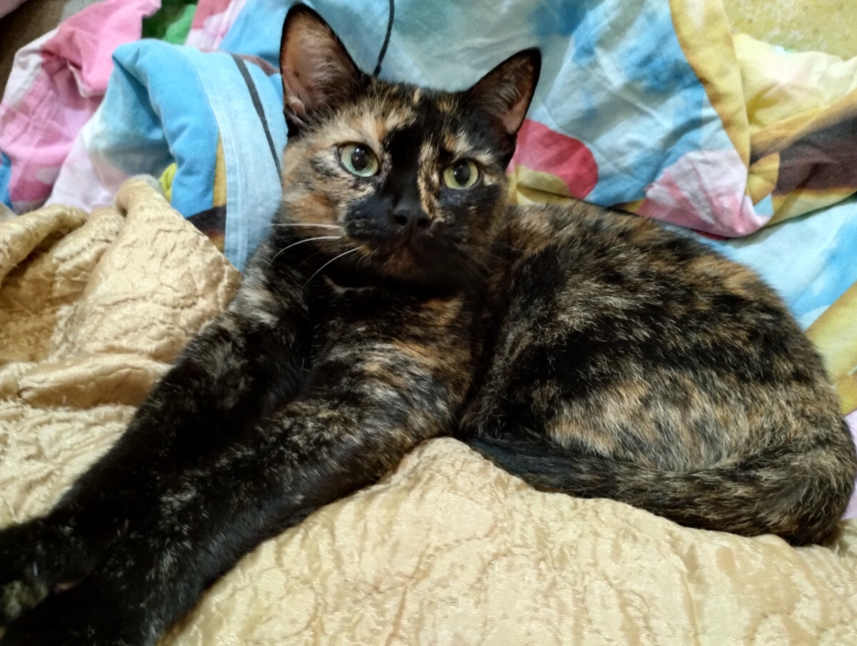 Кошка ждет закон о животных