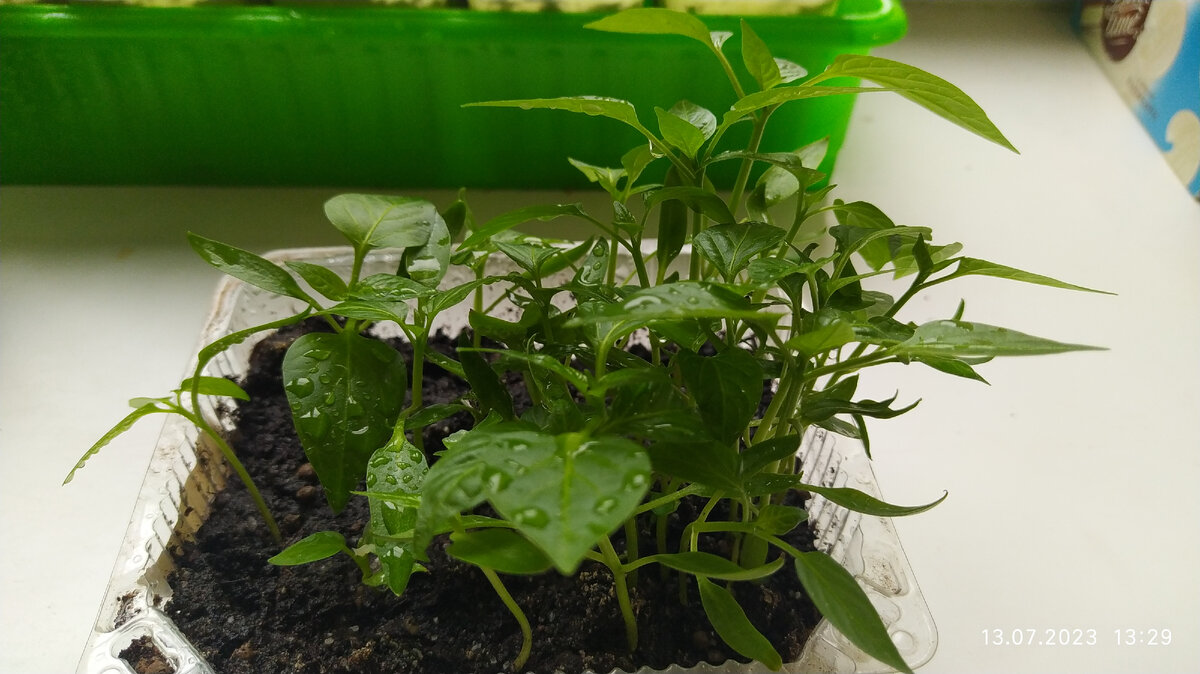 Перец | рассада | Фото автора 