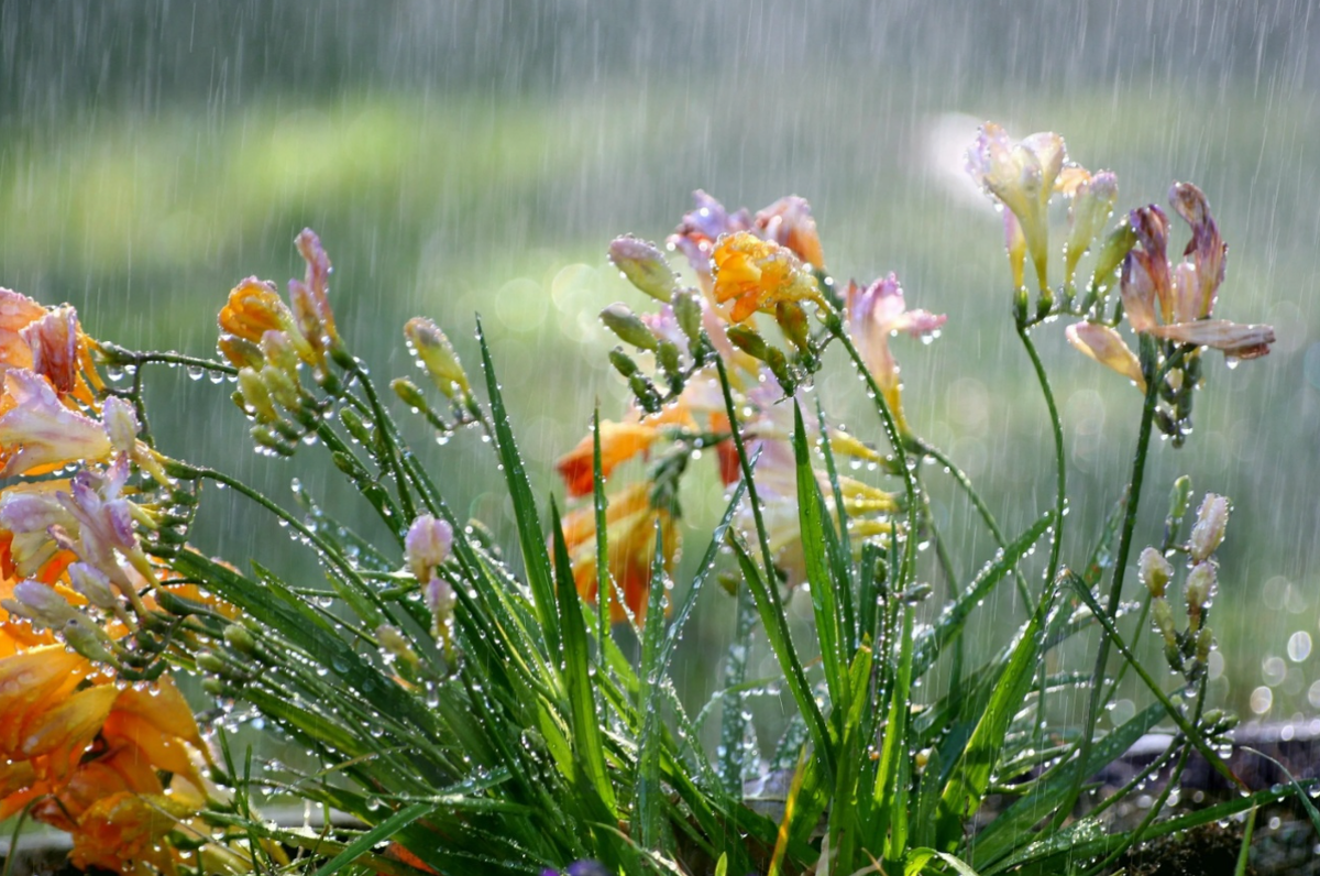 Цветы дождя. Летний дождь. Доброго мартовского утра картинки с природой